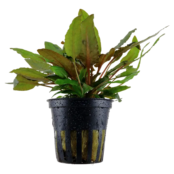 Tropica Akvarieplante i potte Cryptocoryne wendtii Tropica